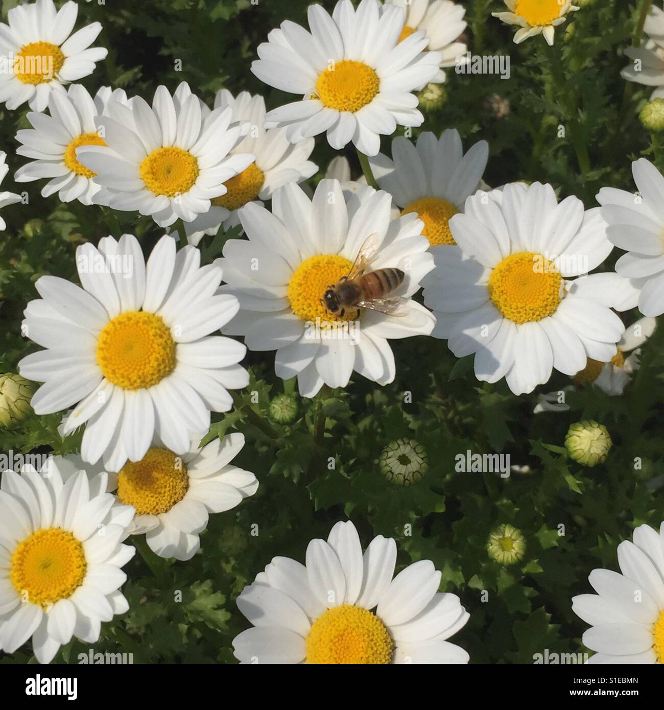 Close up of Daisies Blooming outdoors - Smartphone Captured Stock Image
