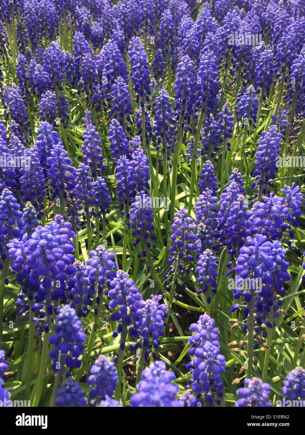 Muscari armeniacum, Blue Grape Hyacinth Blooming Outdoor - Smartphone Captured Stock Image