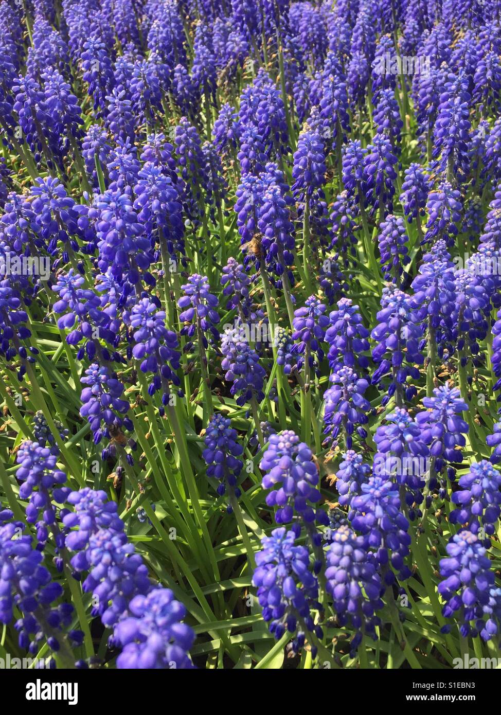 Muscari armeniacum, Blue Grape Hyacinth Blooming Outdoor - Smartphone Captured Stock Image
