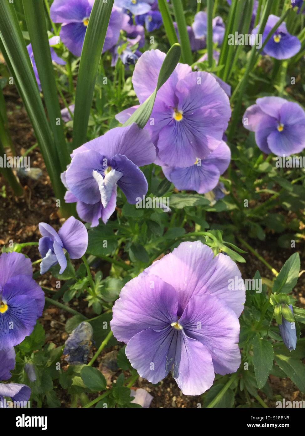 Close-up of Pansies Blooming Outdoors - Smartphone Captured Stock Image