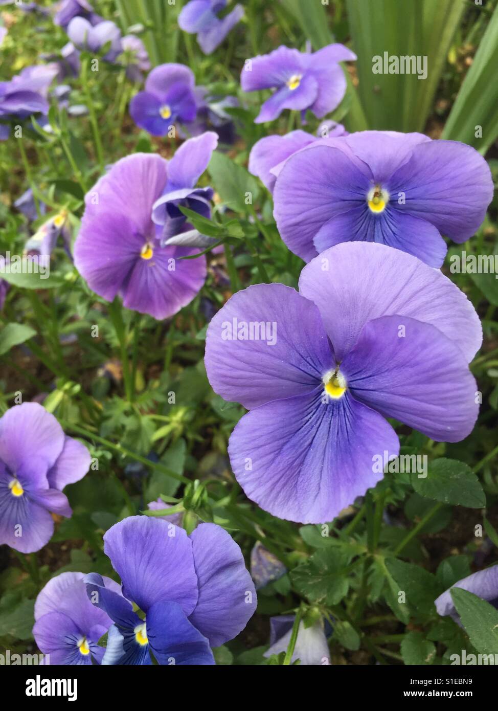 Close-up of Pansies Blooming Outdoors - Smartphone Captured Stock Image