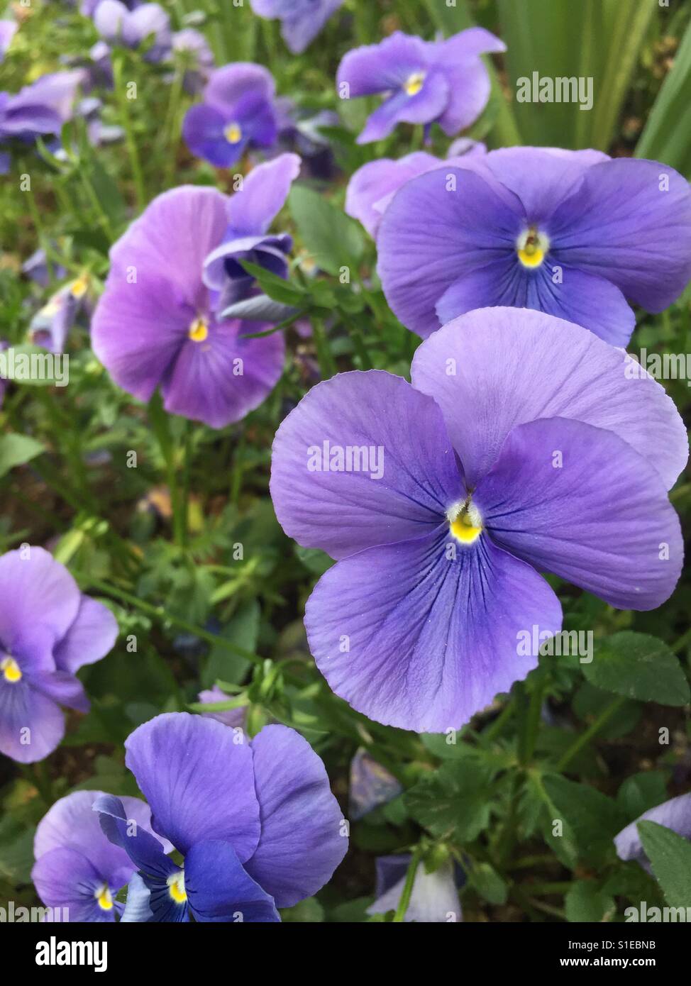 Close-up of Pansies Blooming Outdoors - Smartphone Captured Stock Image