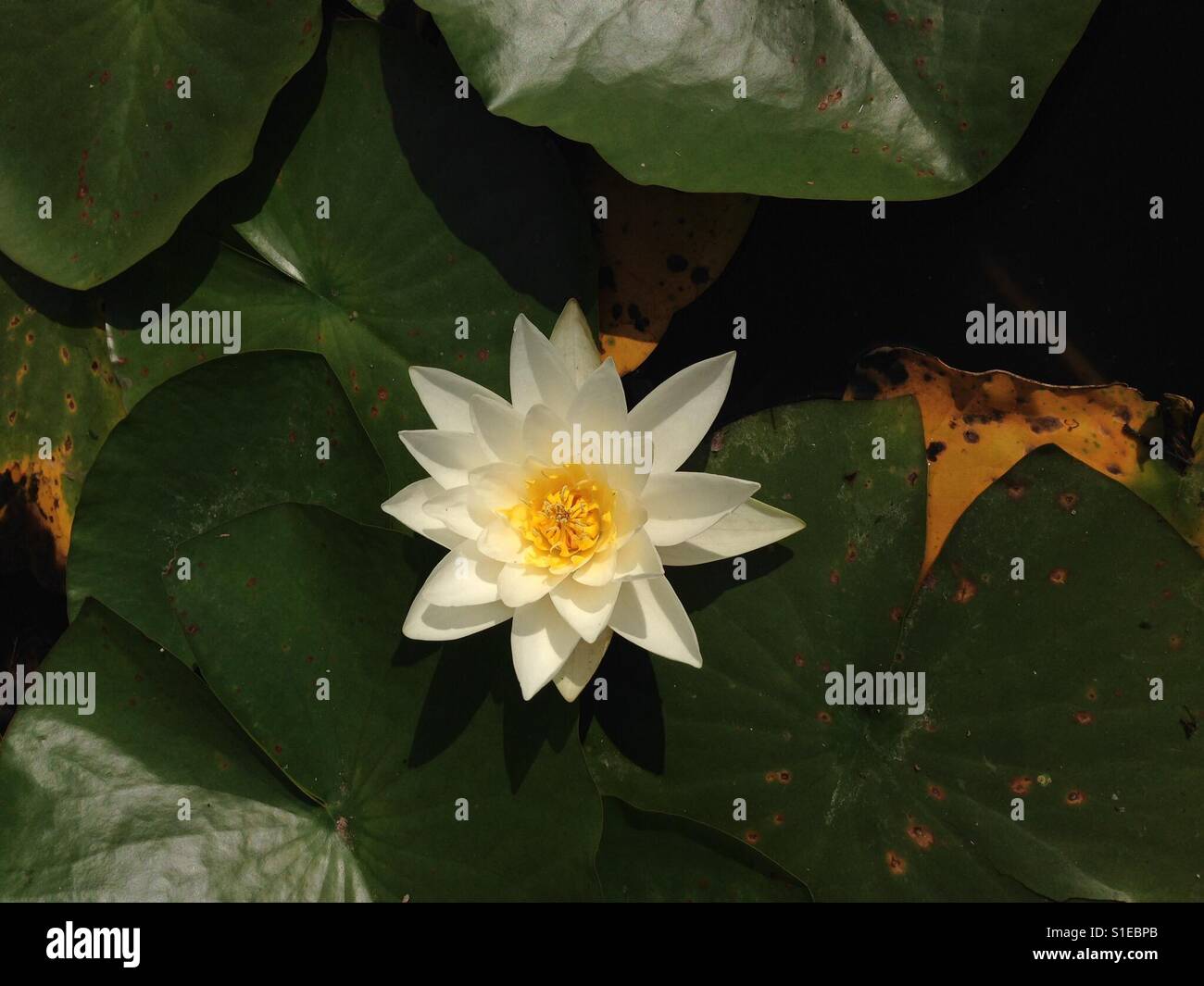 Lillypad hires stock photography and images