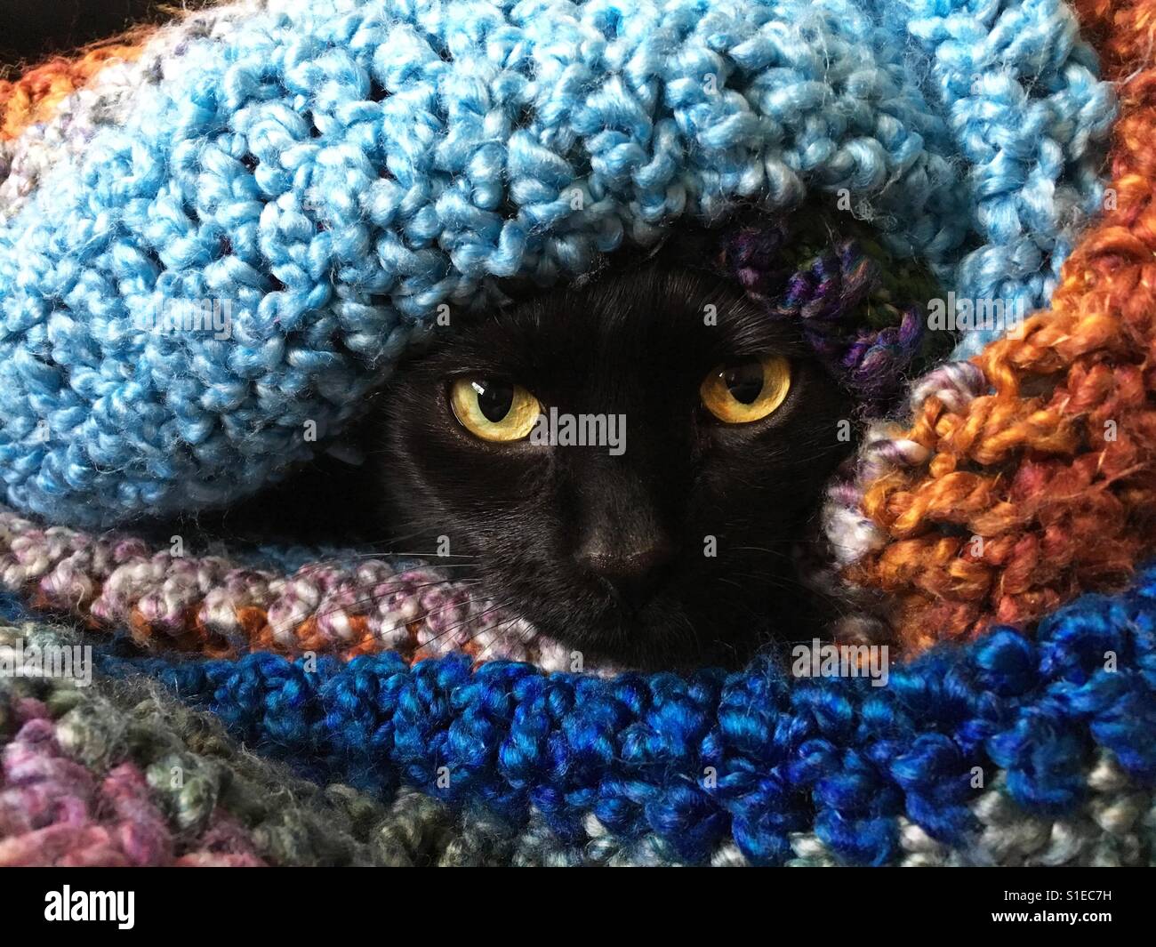 Black cat burrowed in a blanket Stock Photo