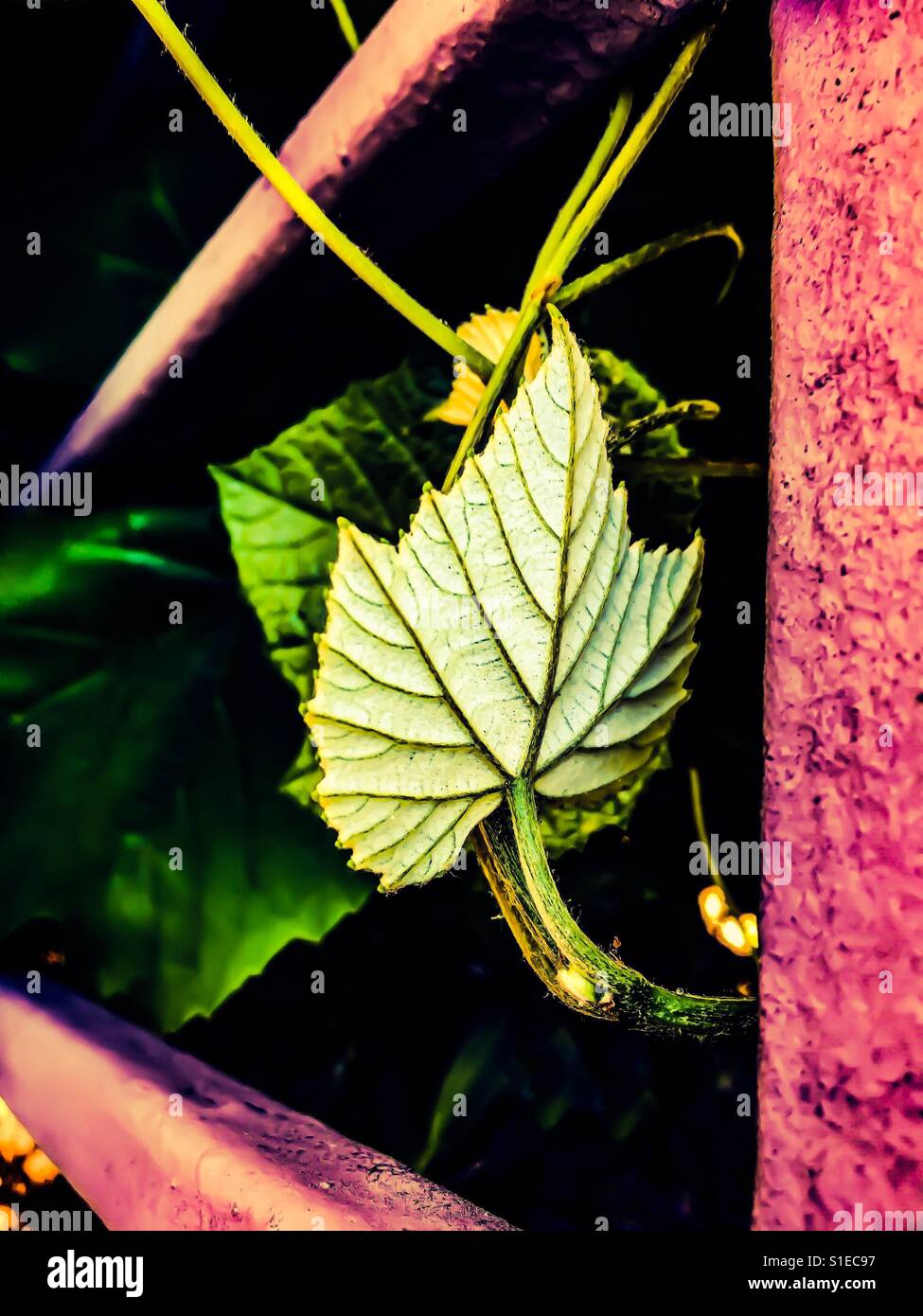 Plant leaf veins Stock Photo