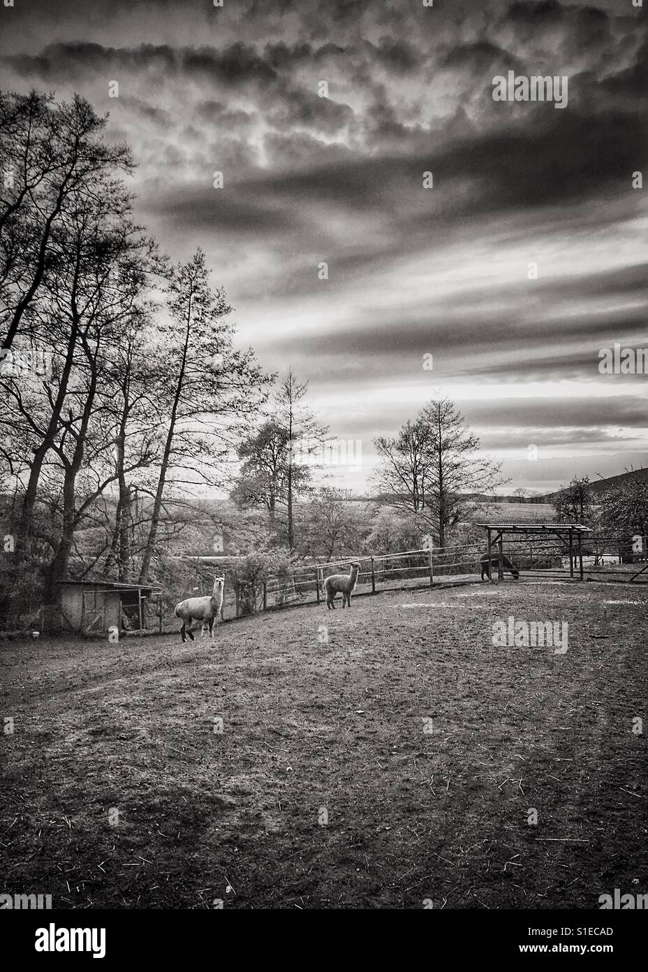 View with alpacas in black and white Stock Photo