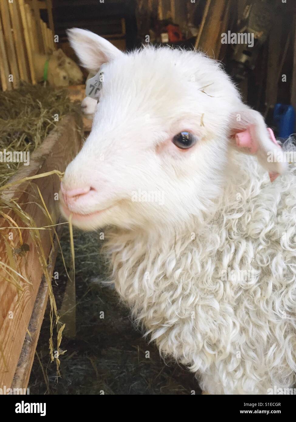 Cute lamb eating Stock Photo Alamy