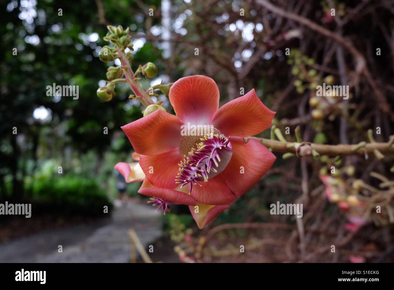 Cannon ball tree blossom - Smartphone Captured Stock Image