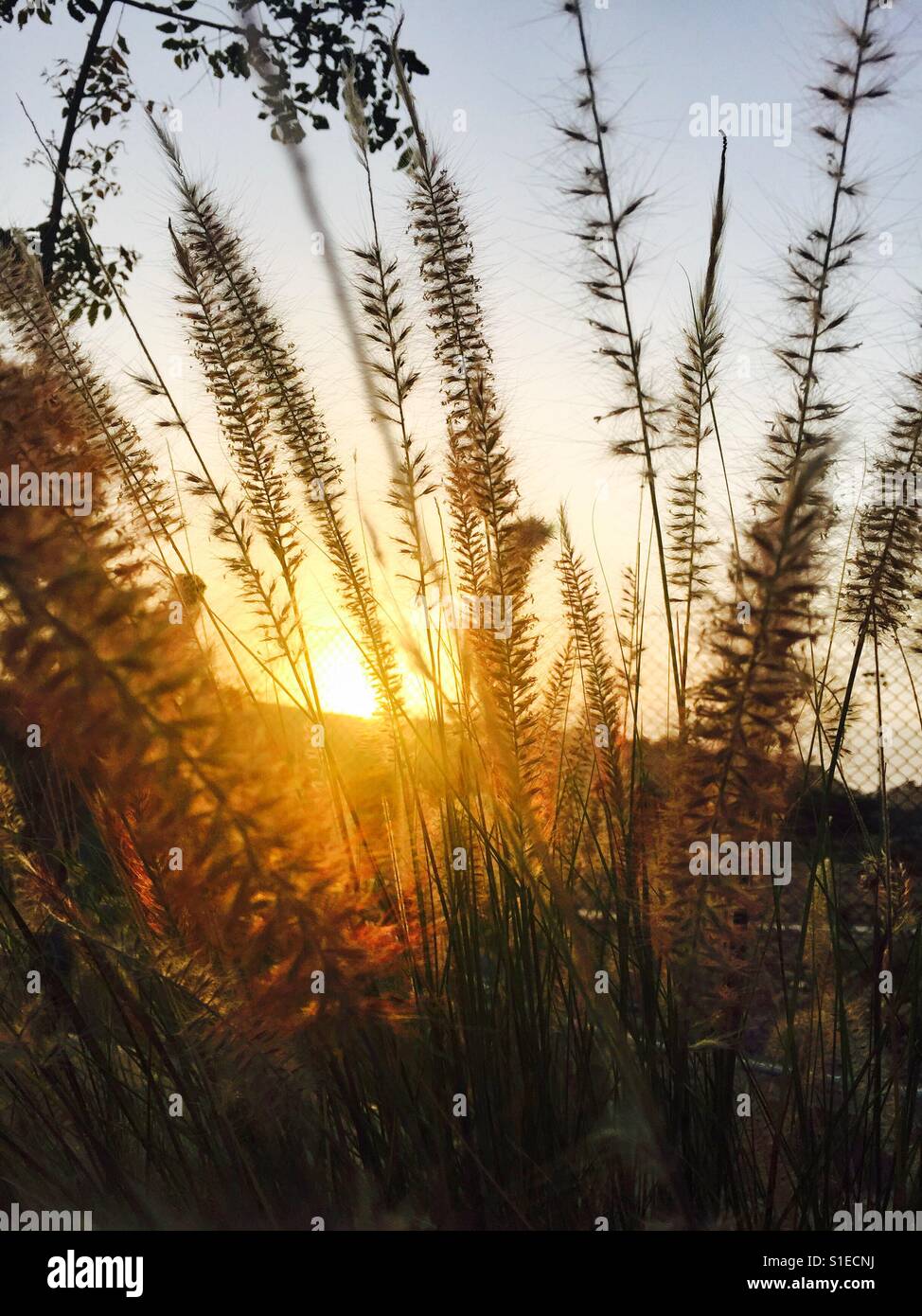 Sun shining through dry grass at dusk - Smartphone Captured Stock Image