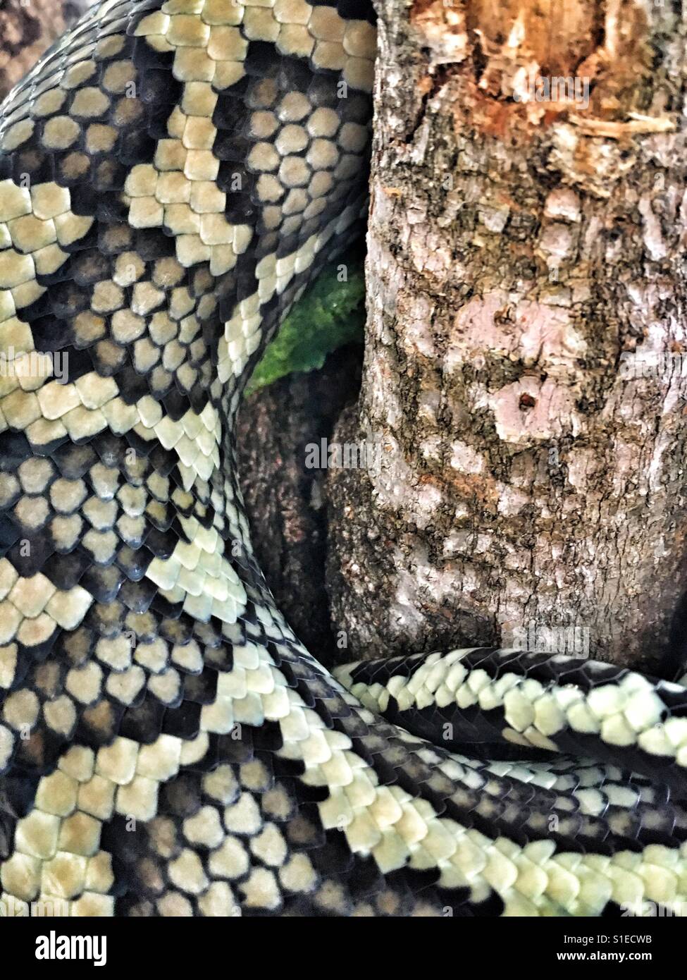 Close-up of a snake against a tree. - Smartphone Captured Stock Image