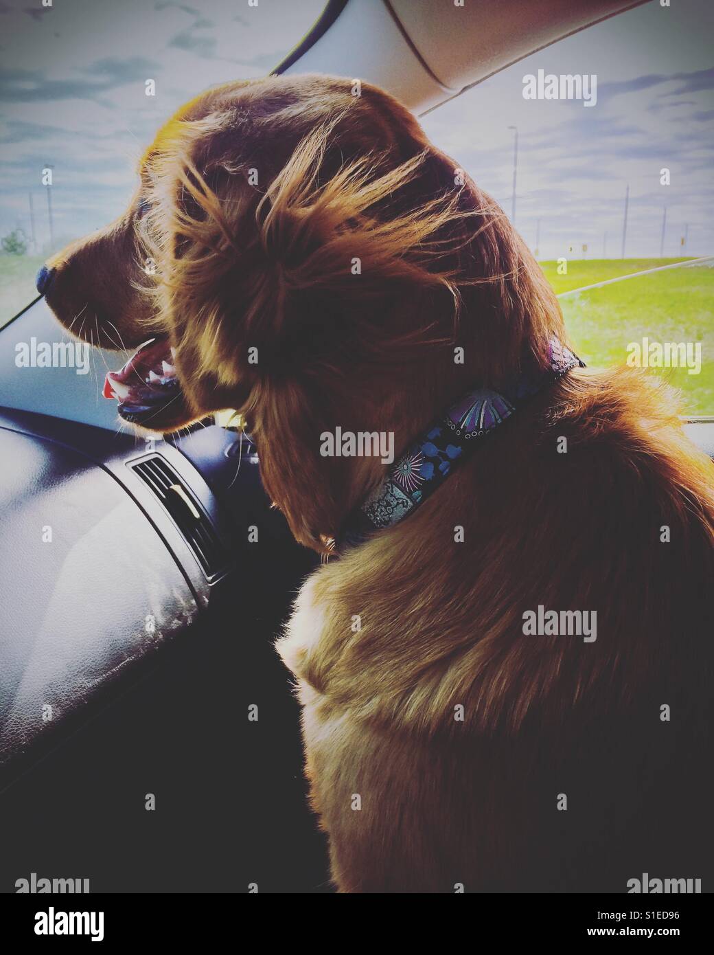 Car ride with a dog Stock Photo Alamy