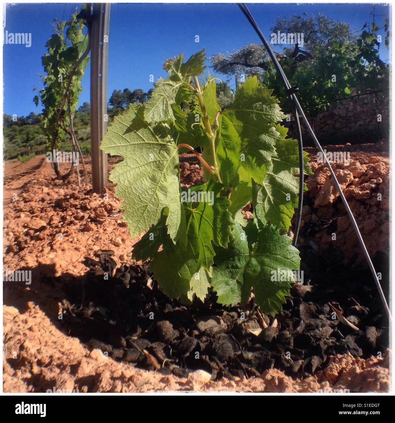 New life... A baby Carignan grapevine, Spain. - Smartphone Captured Stock Image