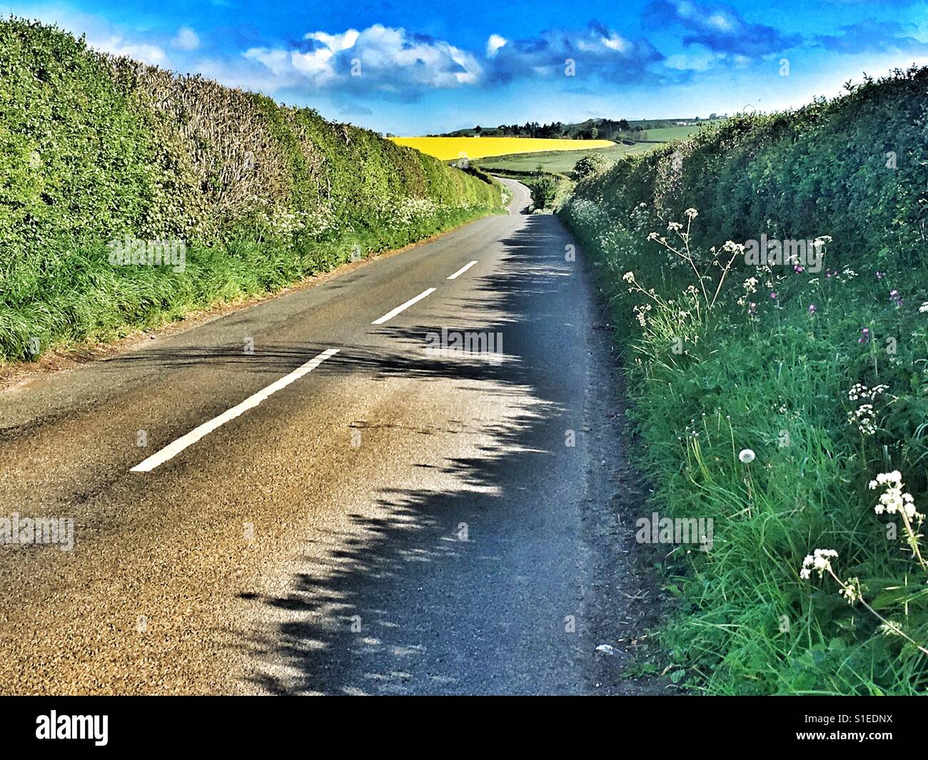 Diminishing Perspectives Country Lane Dorset England Stock Photo Alamy