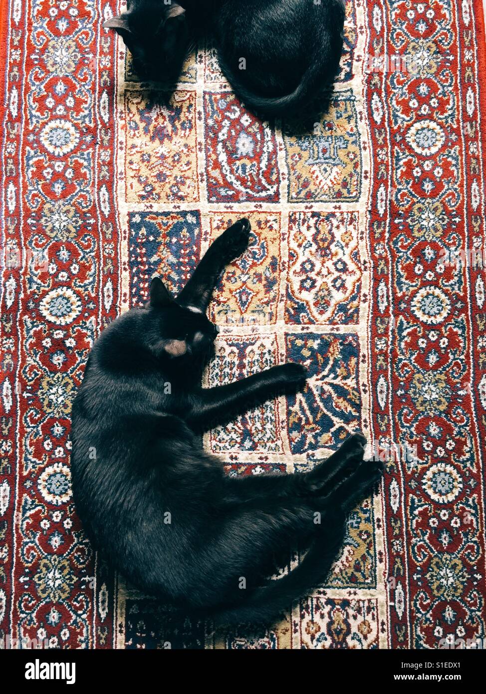 Cats on a red carpet Stock Photo Alamy