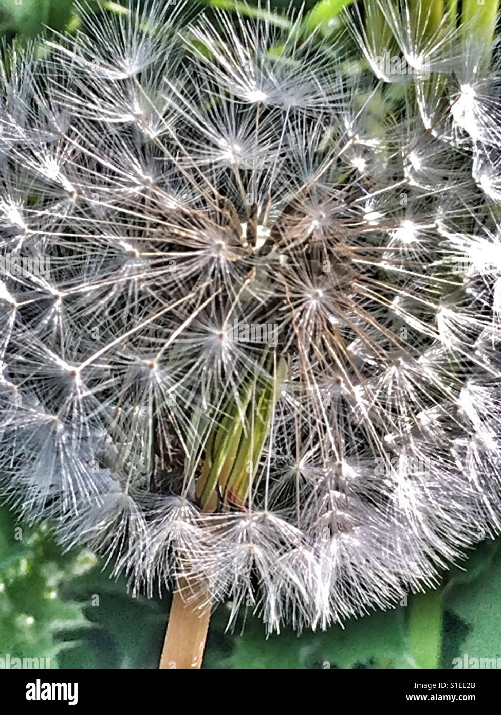 Dandelion seedhead - Smartphone Captured Stock Image