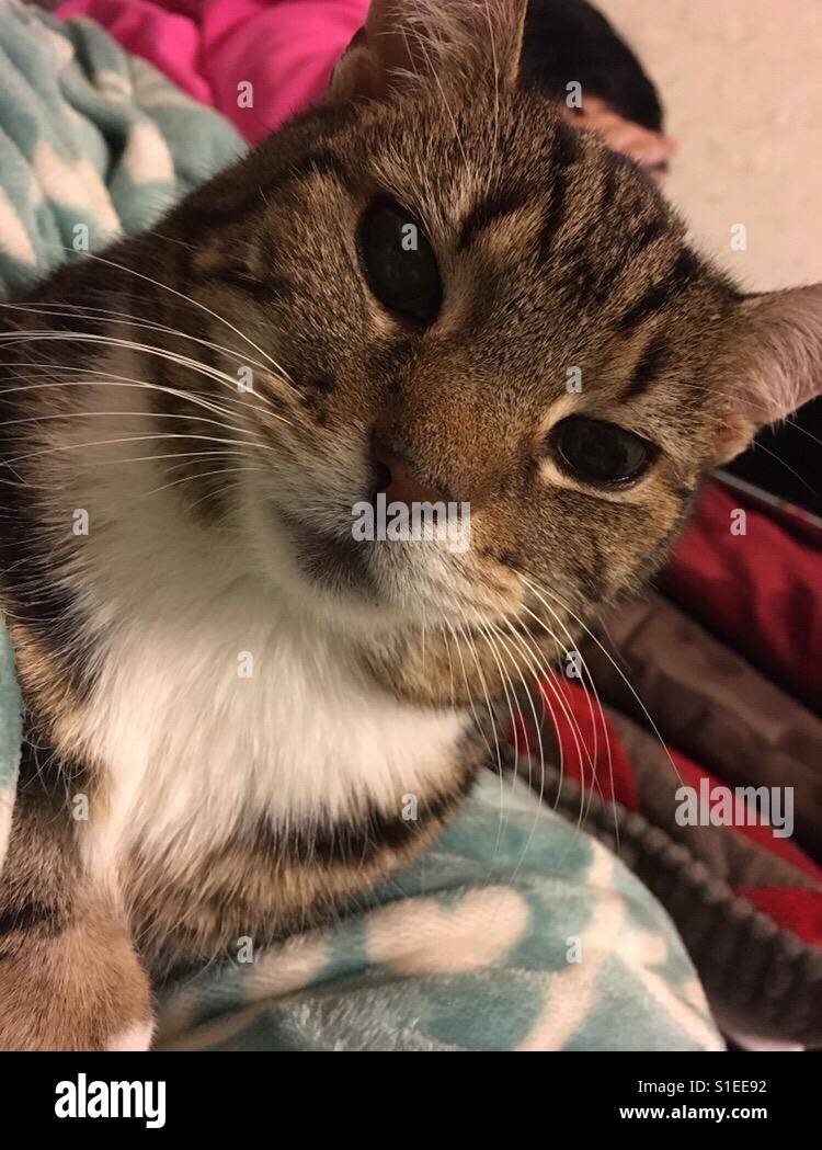 Milly cat hi-res stock photography and images - Alamy