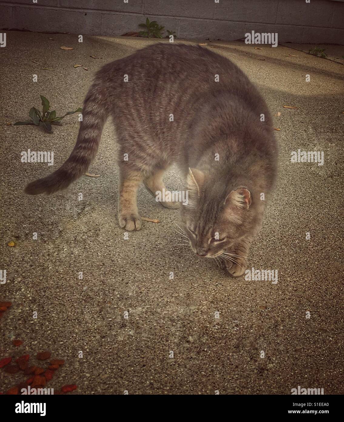 A stray cat sniffing the ground for food. - Smartphone Captured Stock Image