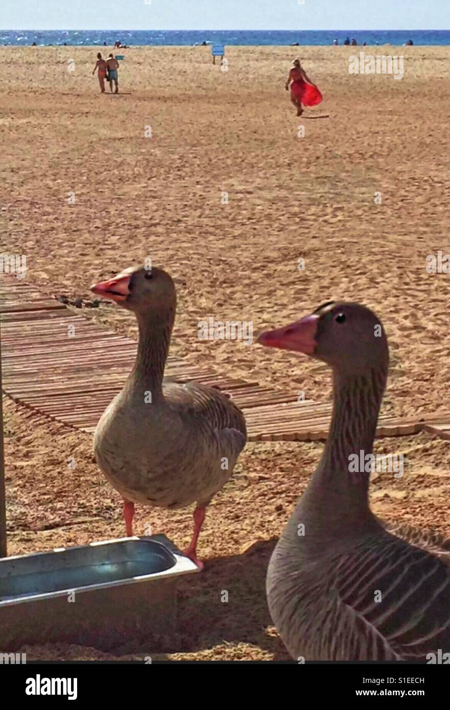 Fuerteventura! - Smartphone Captured Stock Image