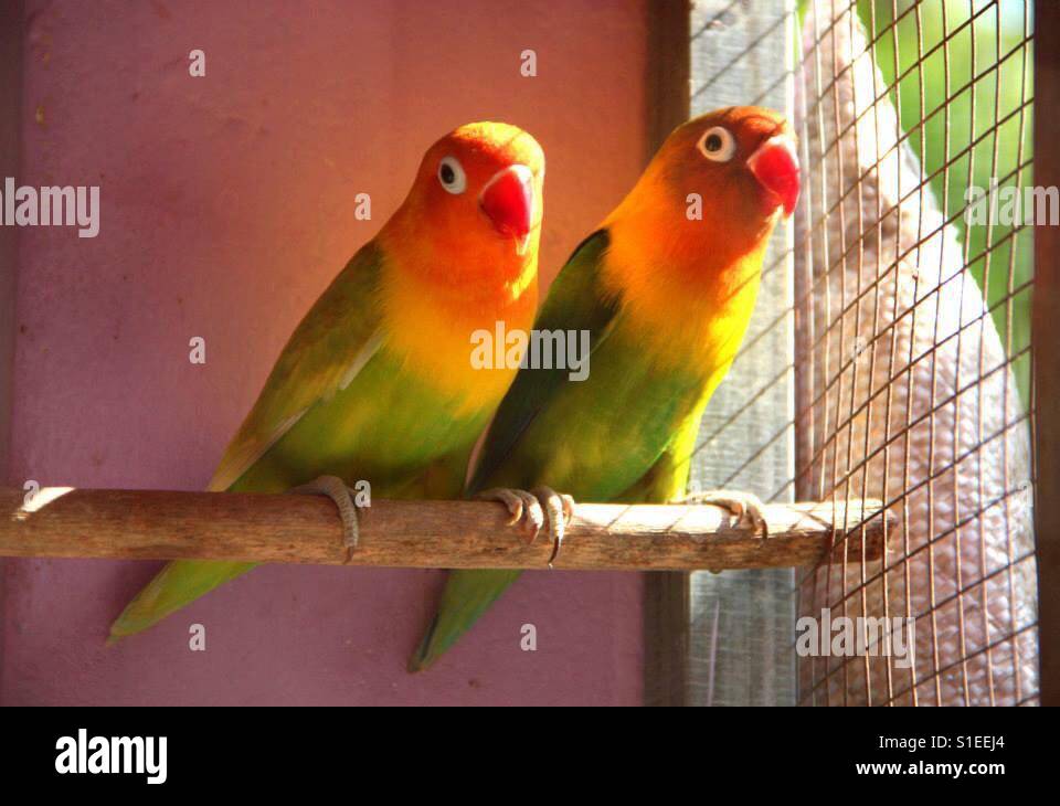 A pair of Fishers lovebirds Stock Photo