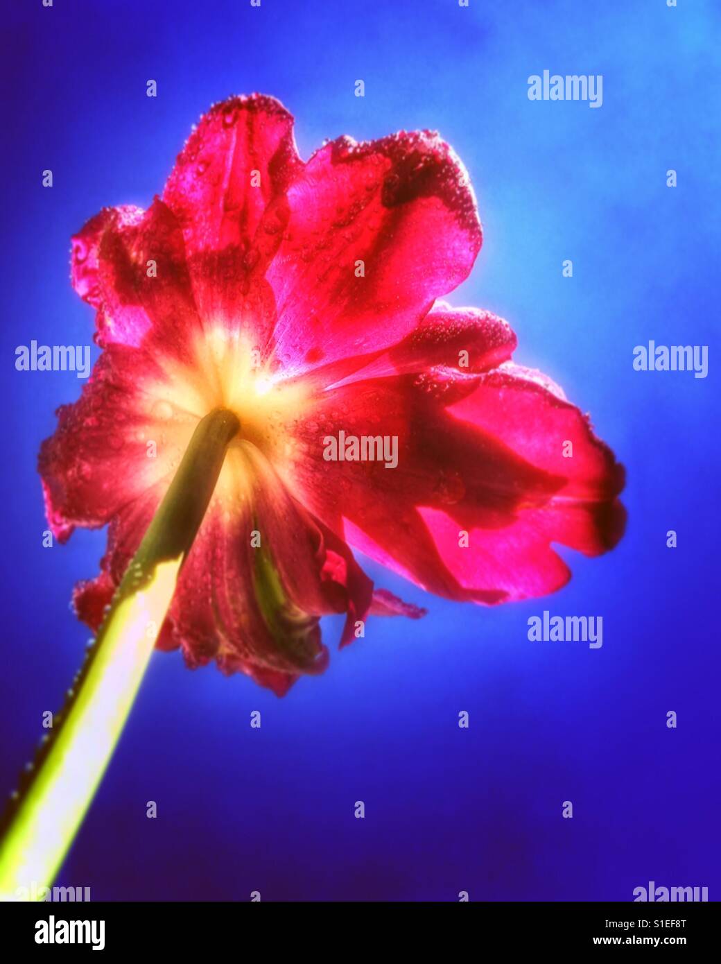 Summer tulip. - Smartphone Captured Stock Image
