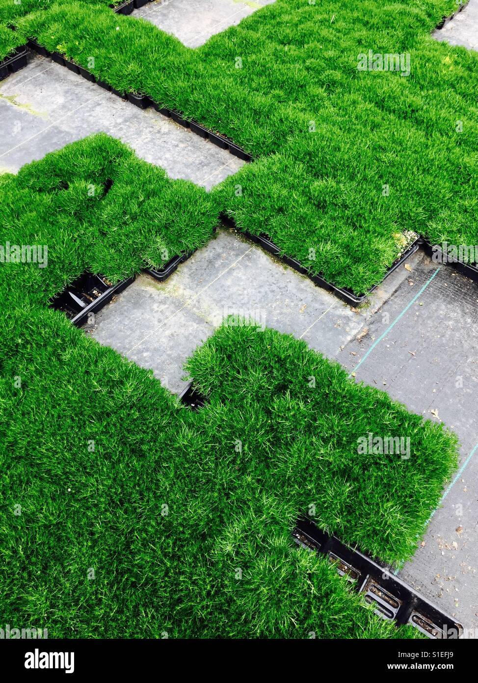 A grid of potted mossy green grass in a commercial greenhouse - Smartphone Captured Stock Image
