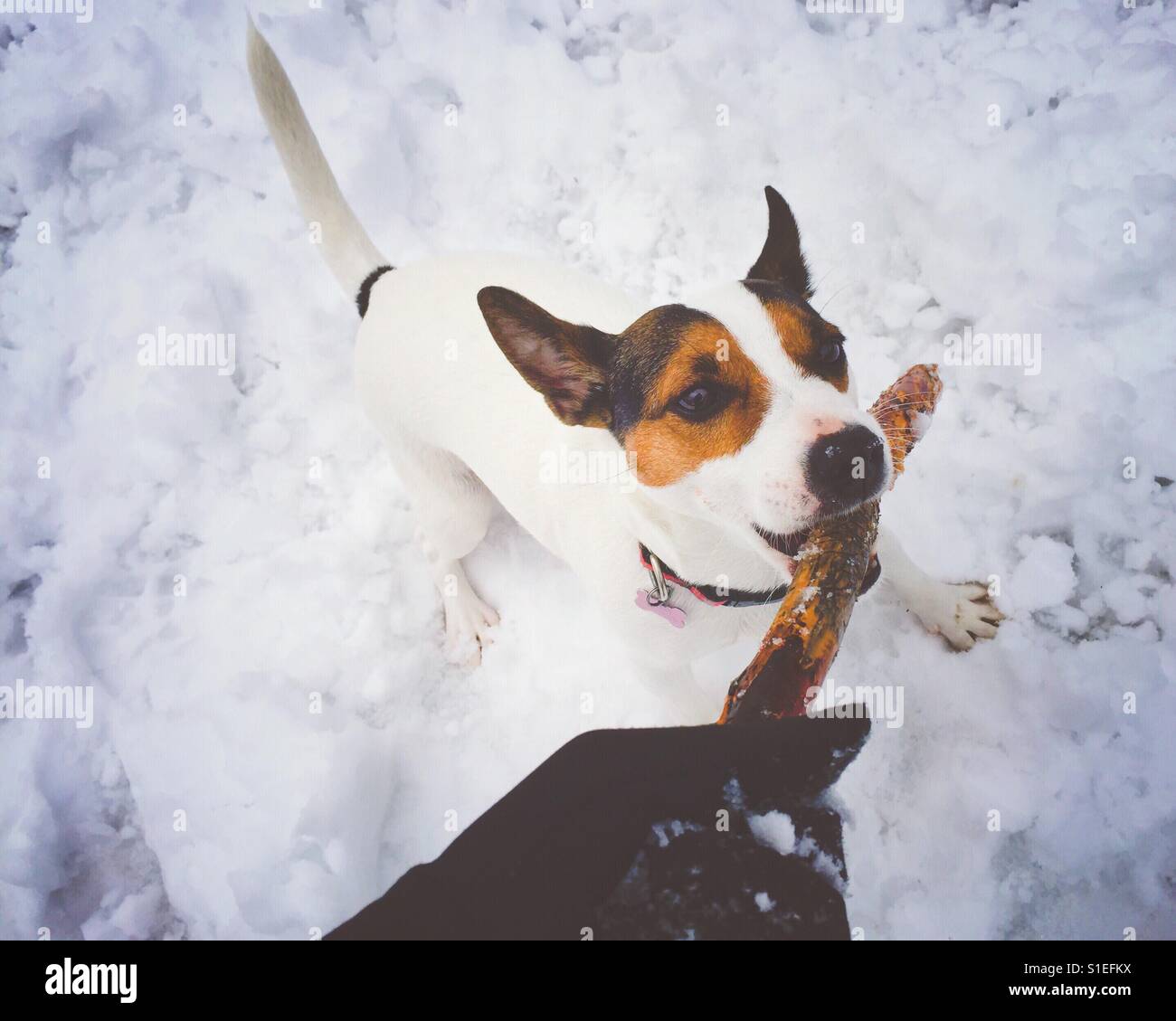 Dog and owner playing with a wood stick in the snow. - Smartphone Captured Stock Image