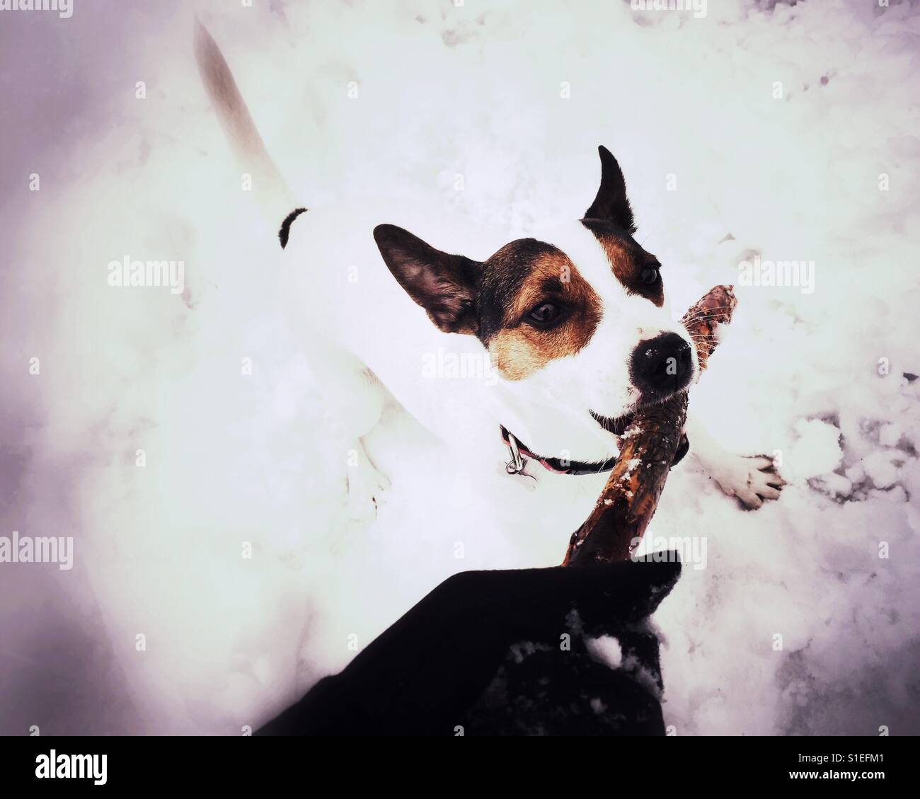 Dog and owner playing tug of war with wooden stick in the snow on a winter day. - Smartphone Captured Stock Image