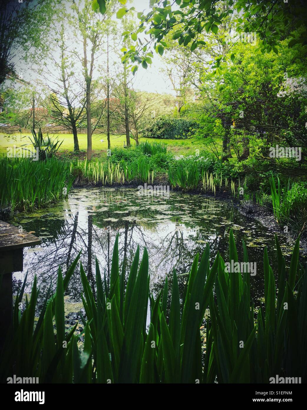 Summer pond showing enviroment growth Stock Photo