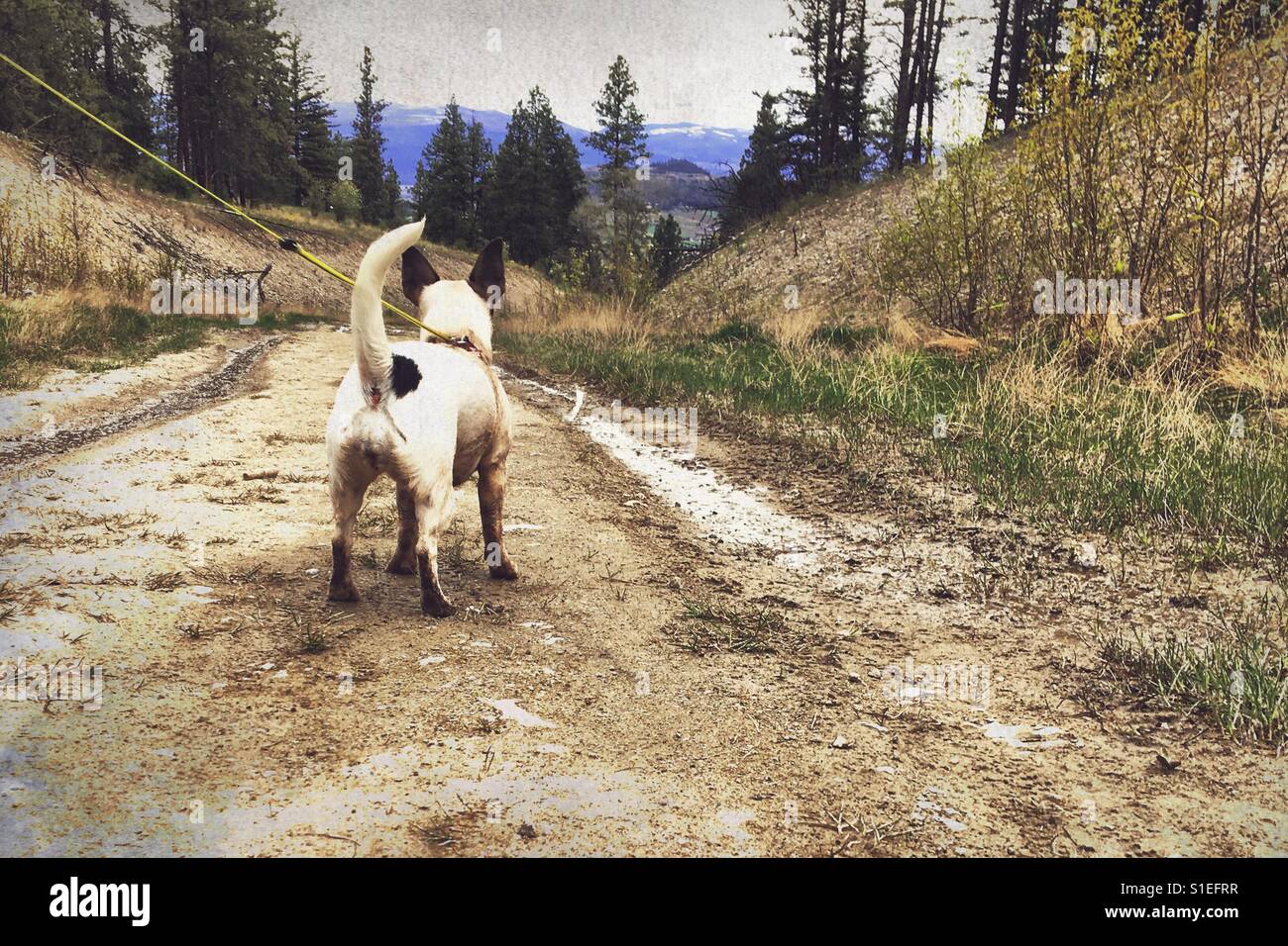 Leashed dog covered in mud on a muddy dirt road on a spring overcast day. - Smartphone Captured Stock Image
