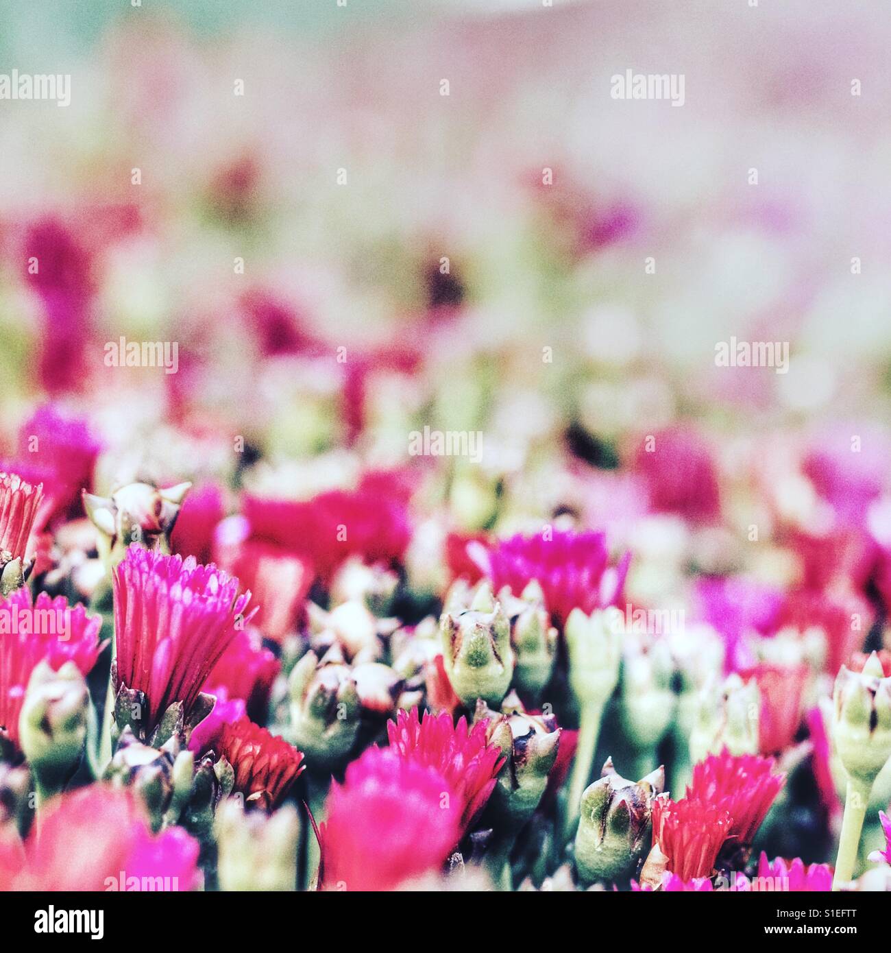 Field of flowers - Smartphone Captured Stock Image