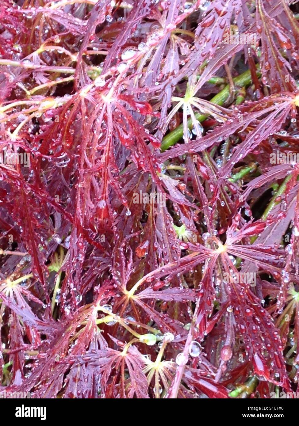 Raindrops after the rain. Japanese Maple in WA State, USA. Stock Photo