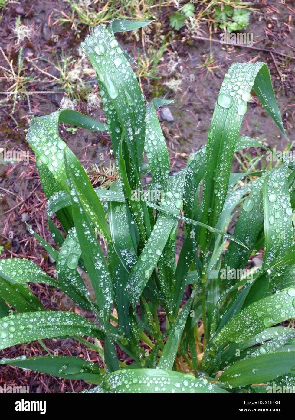 Morning dew - or - raindrops? That is the question. Stock Photo