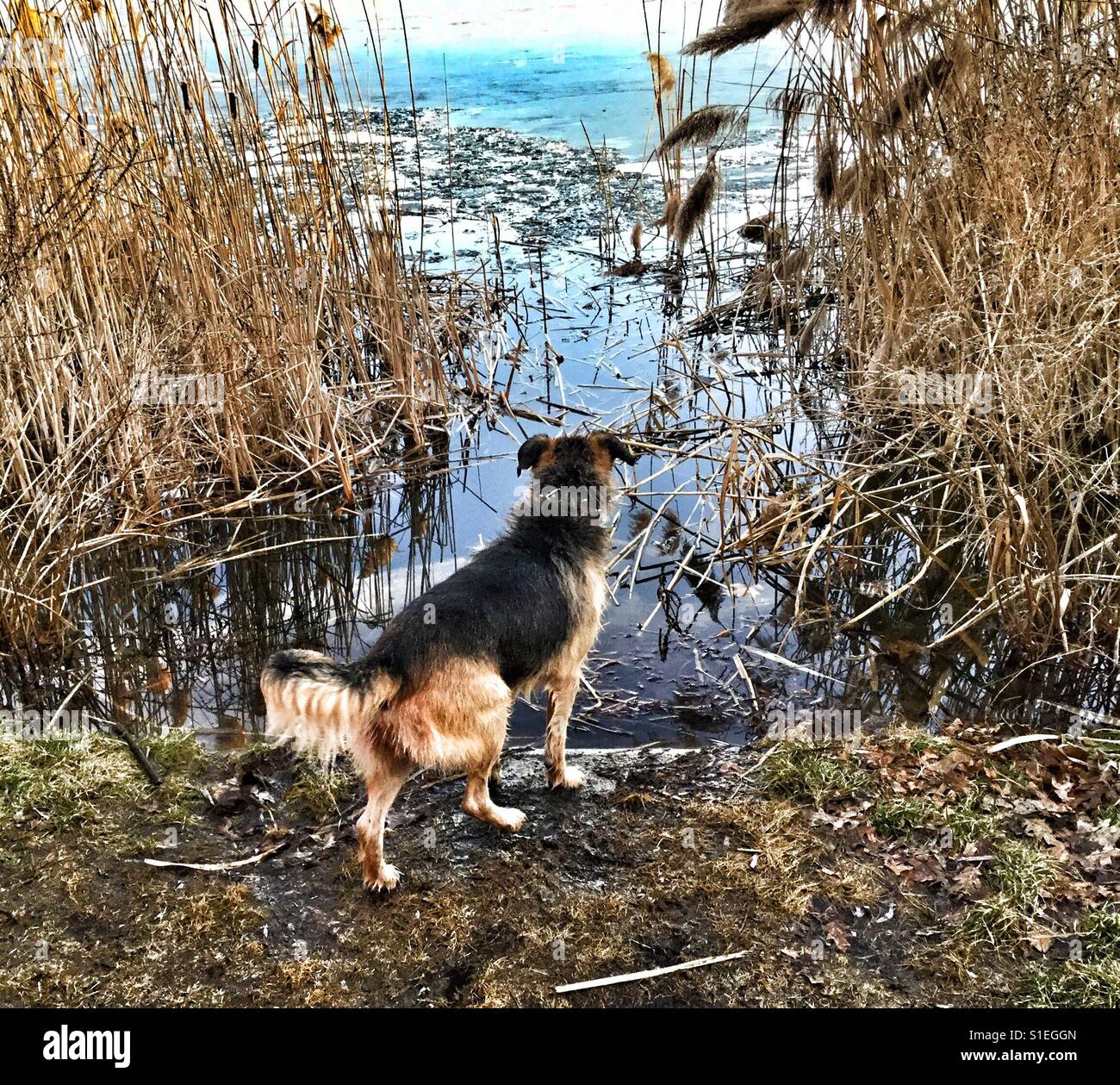 Dog thinking about going for a swim. - Smartphone Captured Stock Image