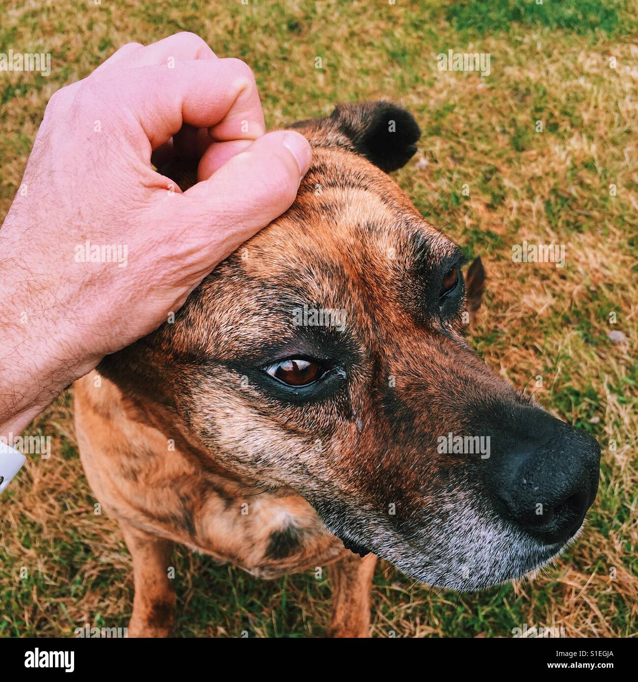Close up shot of a male hand petting an older female boxer type dog on the head. Stock Photo