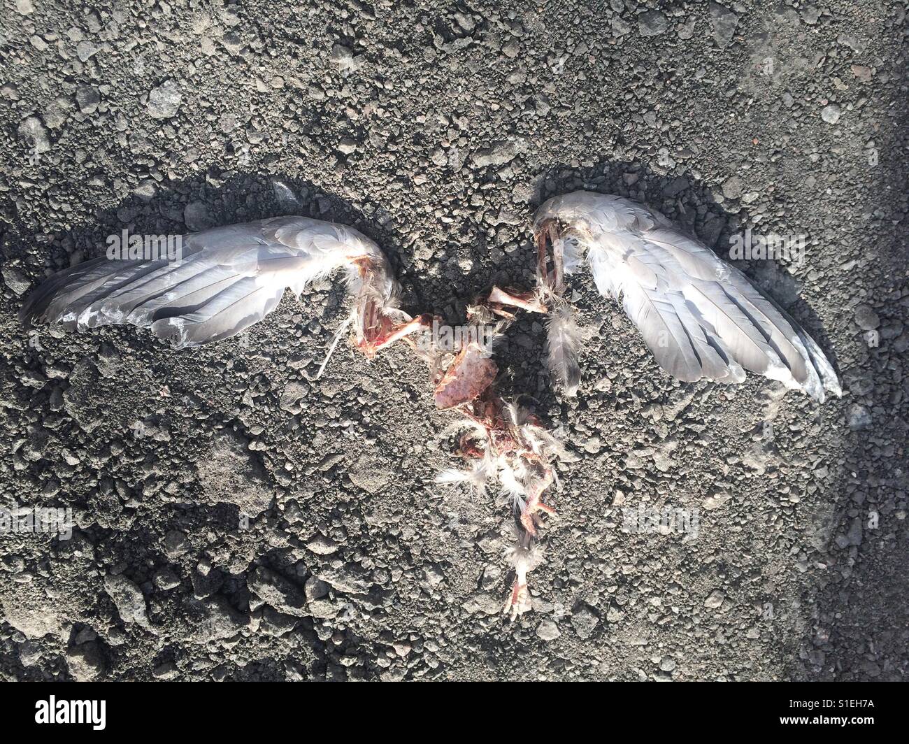 dead bird clipart flying