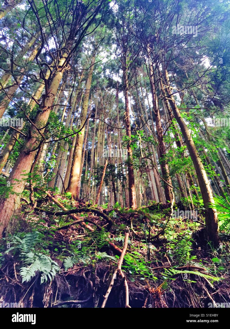 A Forrest - Smartphone Captured Stock Image