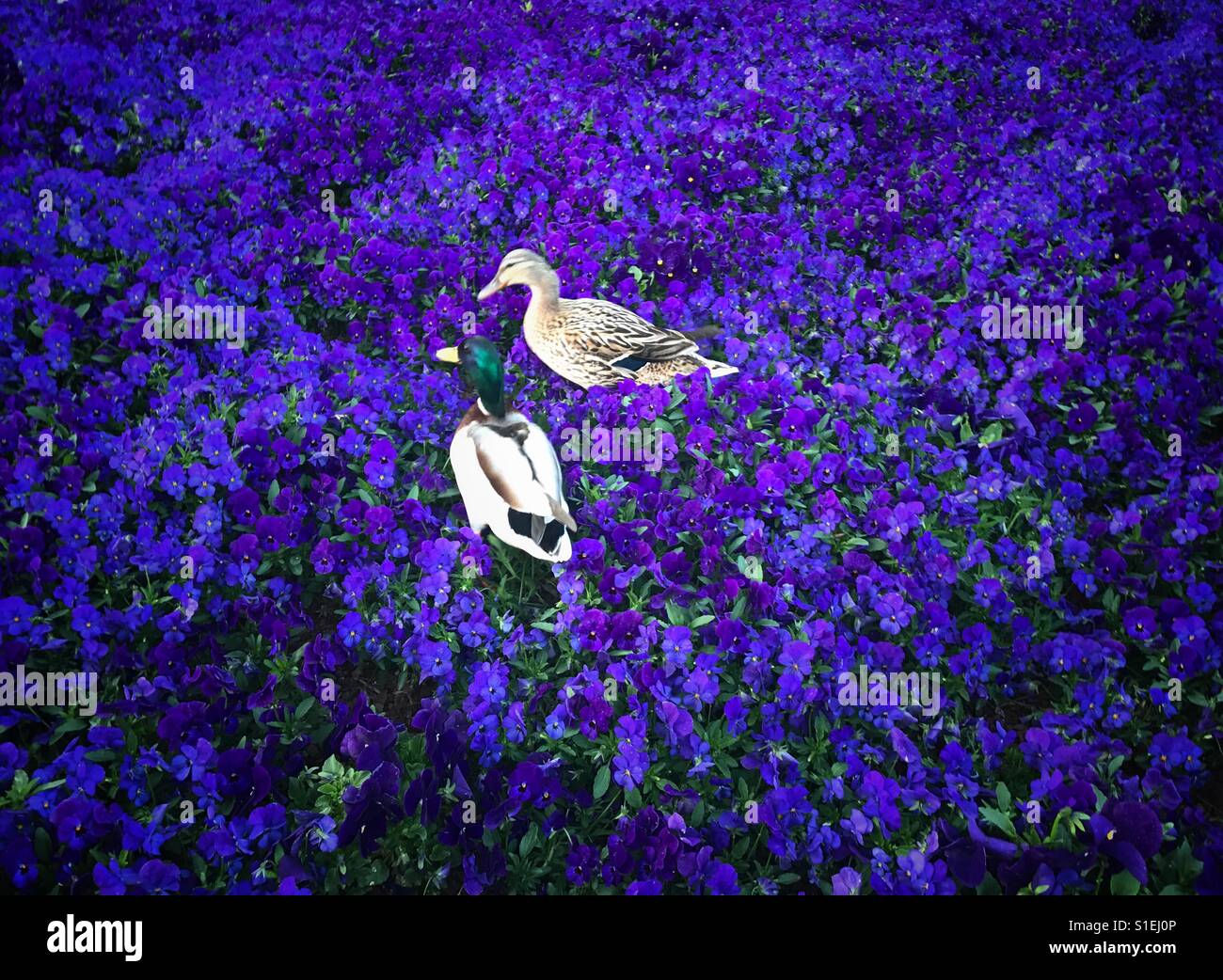 Ducks in spring flower field - Smartphone Captured Stock Image
