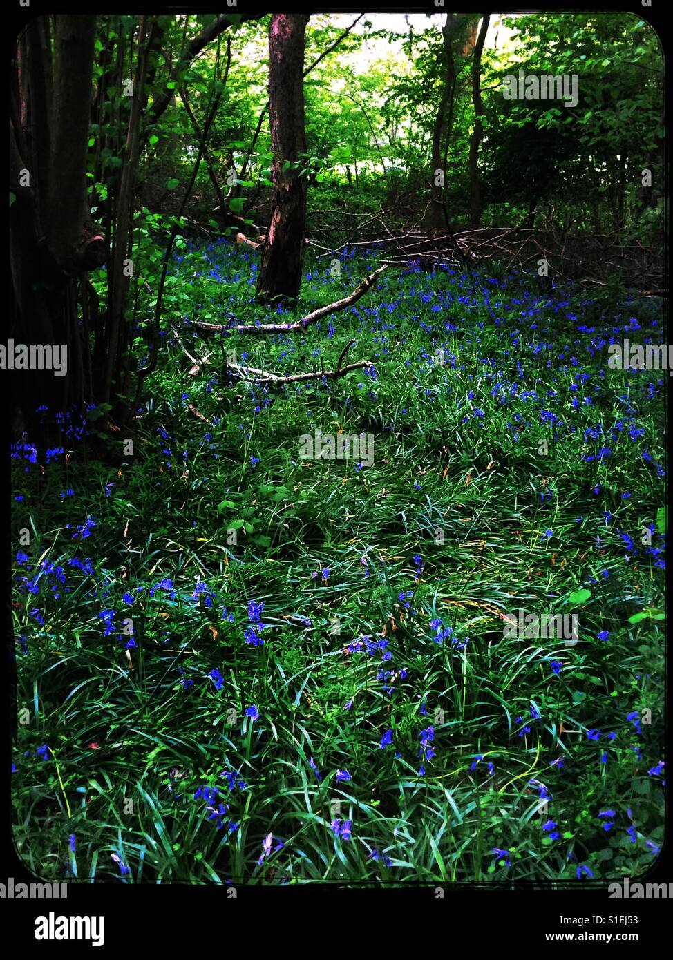 Field of bluebells in Spring Stock Photo