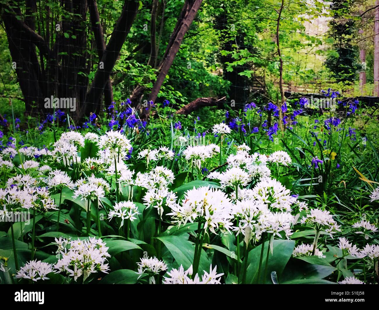 Field of bluebells and white spring flowers Stock Photo