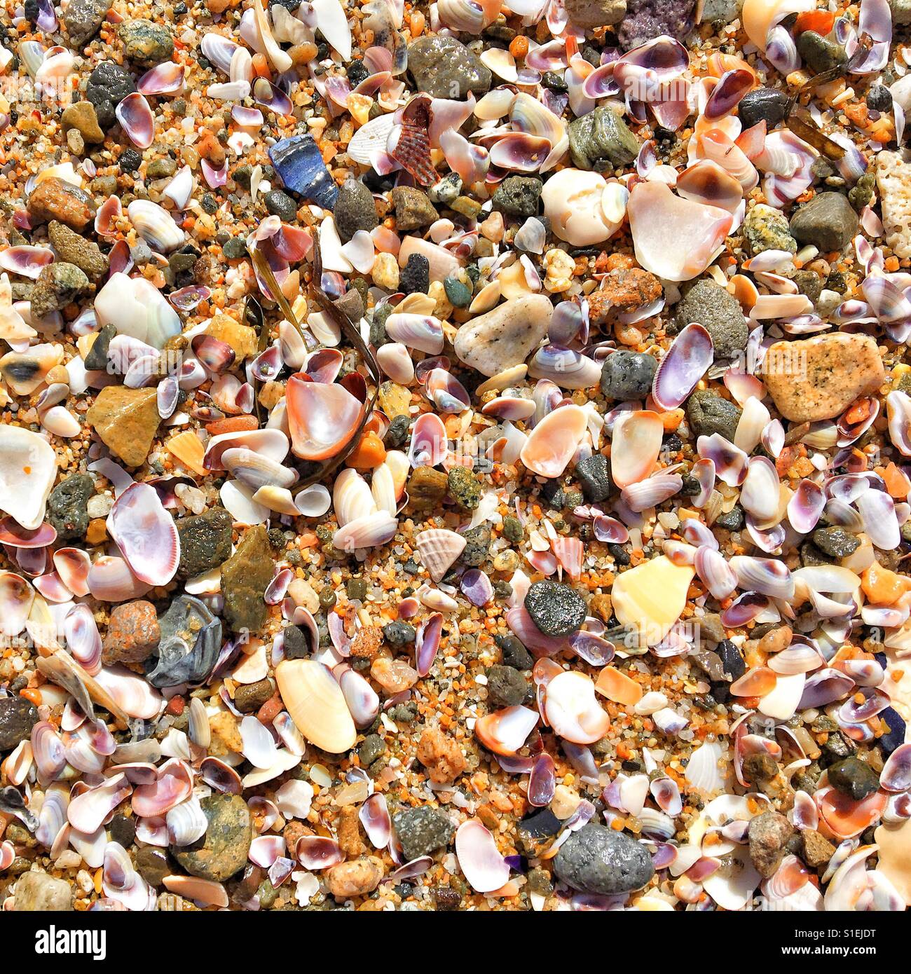 Close up of seashells bits and pieces on a beach. Square crop. Background. Stock Photo