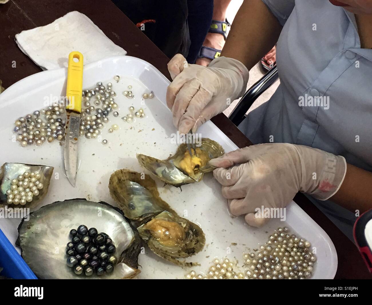 Hanoi, Vietnam. Demonstration of how to remove cultured pearls from the