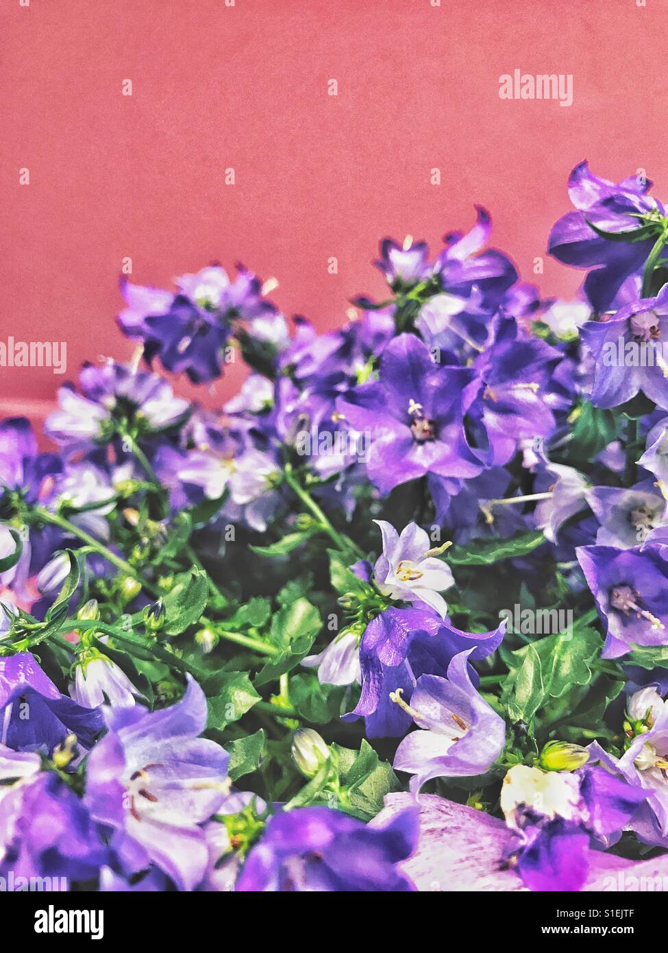 Campanula, bellflower close-up Stock Photo