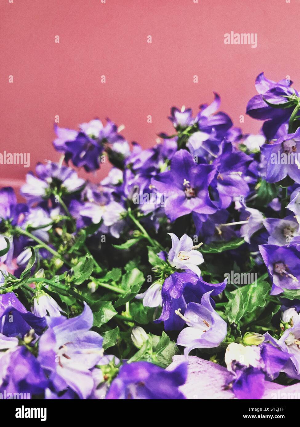 Campanula, bellflower Stock Photo
