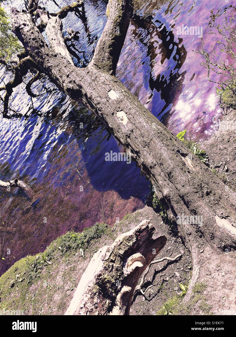 Fallen tree by lake - Smartphone Captured Stock Image