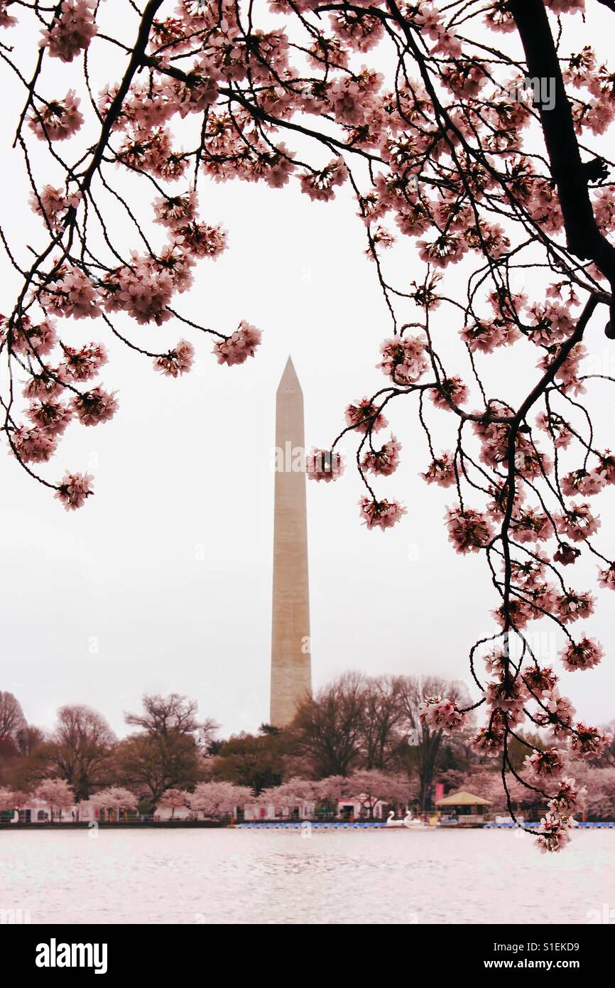 Cherry blossoms at Tidal Basin Stock Photo Alamy