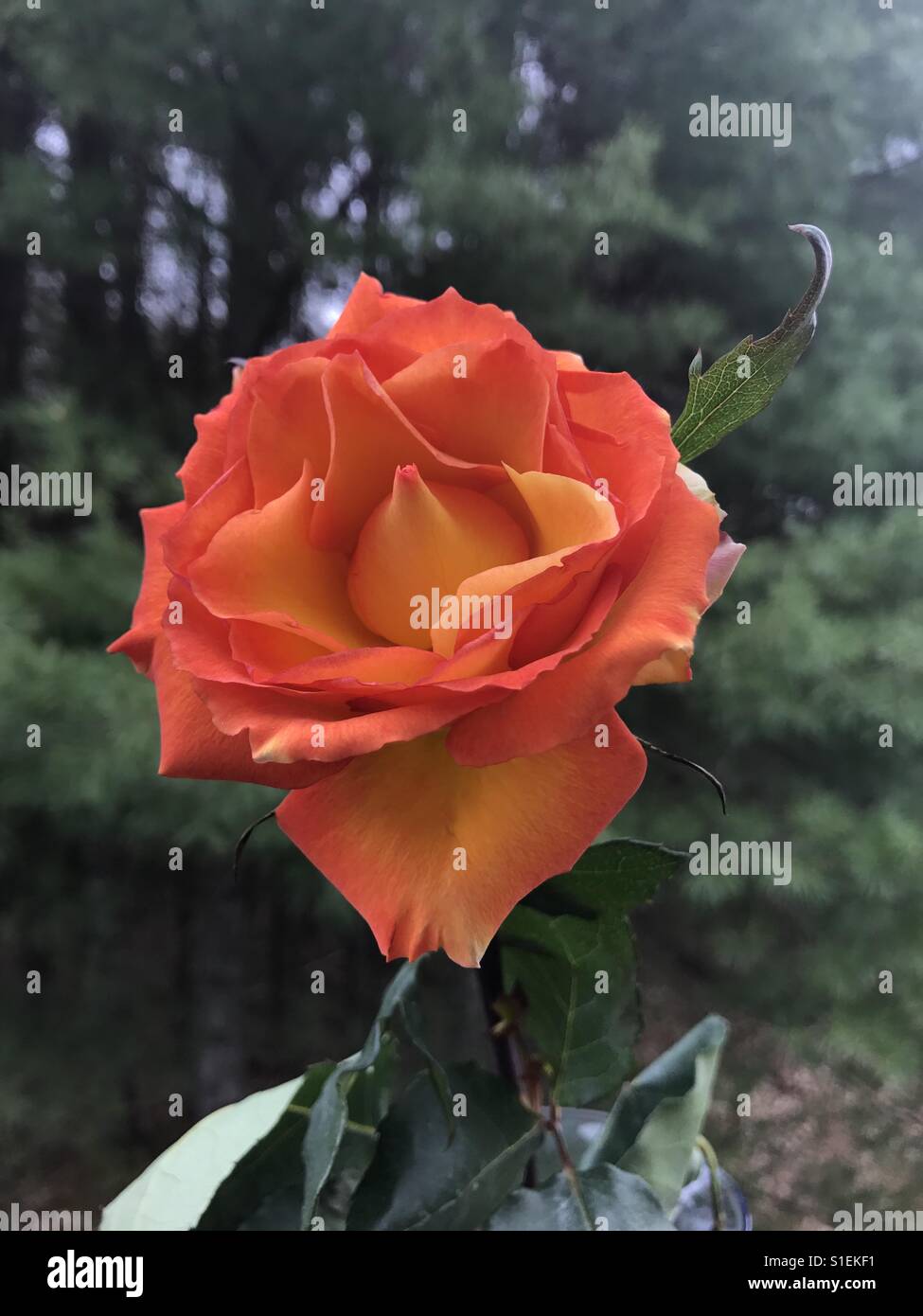 Single stem yellow rose with orange tips on green background Stock