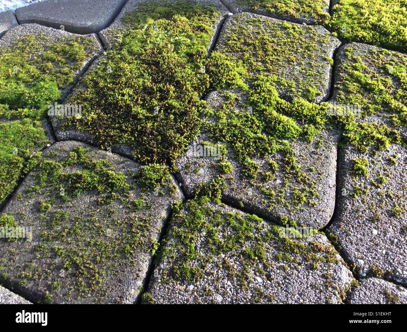 Green dosh moss on old cobblestones Stock Photo