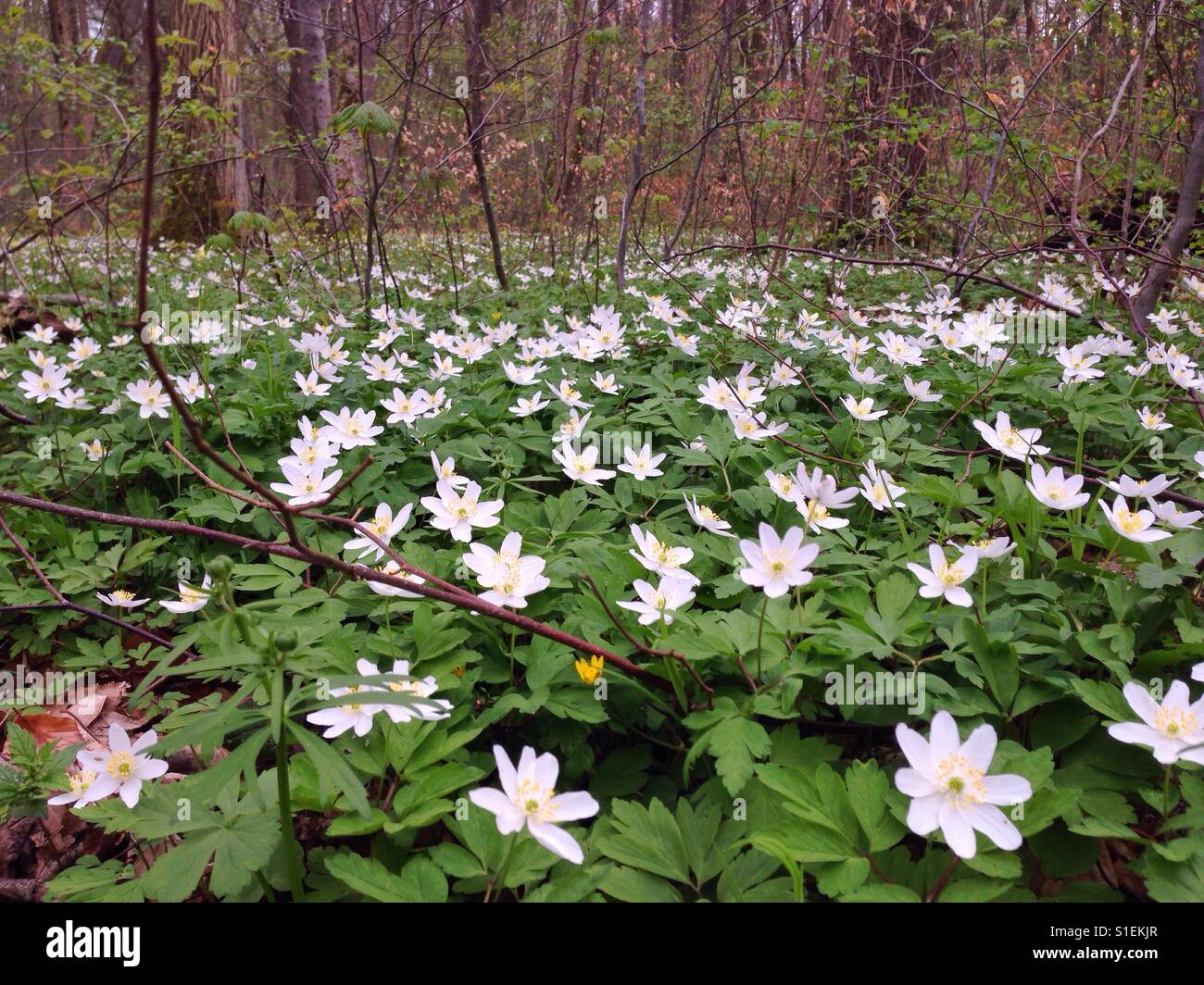 Windflowers in the Hainich National Park, Thuringia, Germany Stock Photo