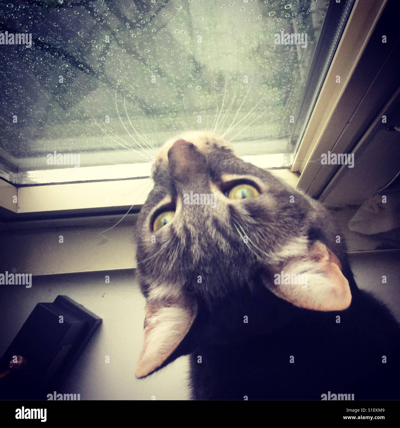 Cat fascinated by a rainstorm Stock Photo Alamy