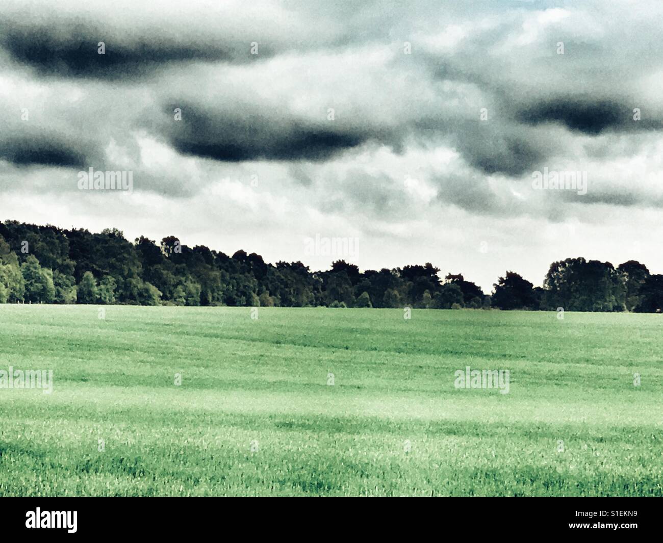 Springtime wheat field U.K. - Smartphone Captured Stock Image